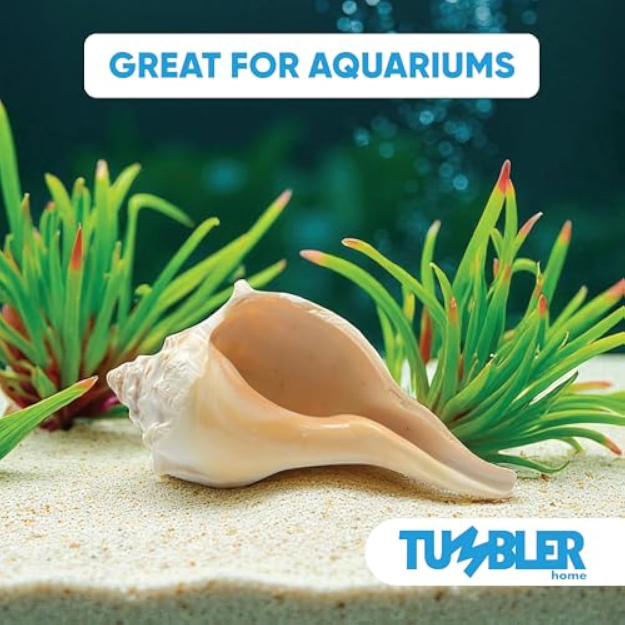 Large Conch Shell for Aquarium and Beach Decor